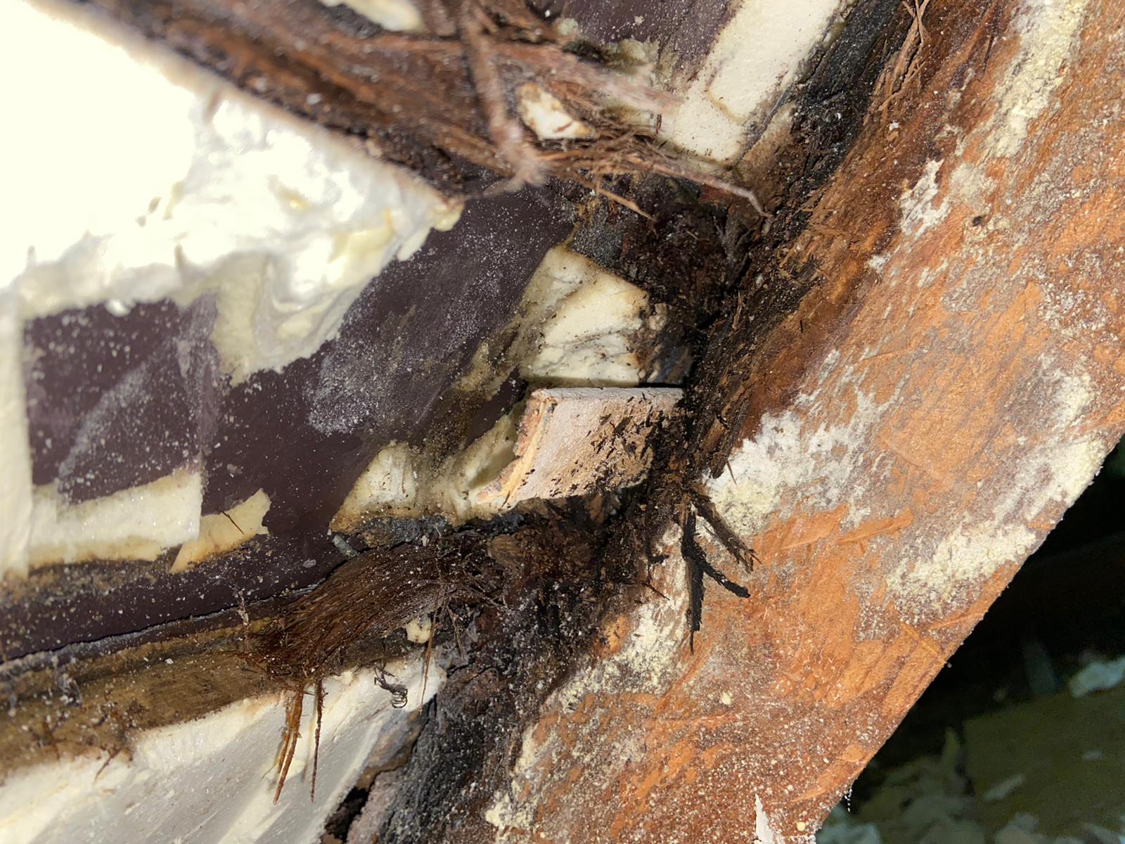 Close-up of a decayed rafter foot: soft, crumbly timber found once the foam came off.